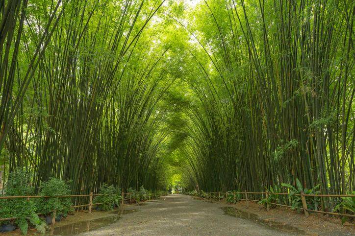 Why do we love bamboo?