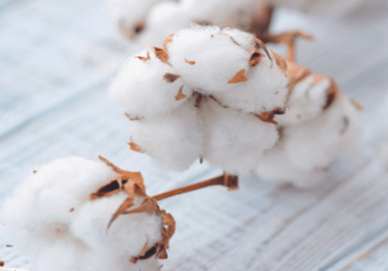 Why organic cotton?