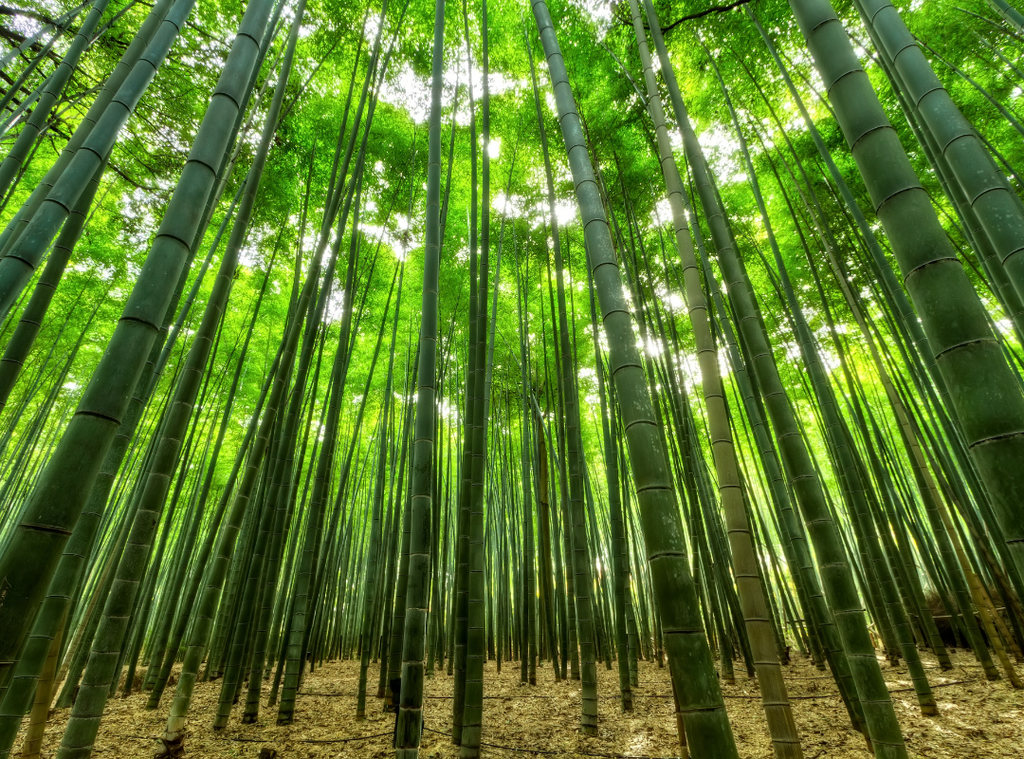 bamboo forest