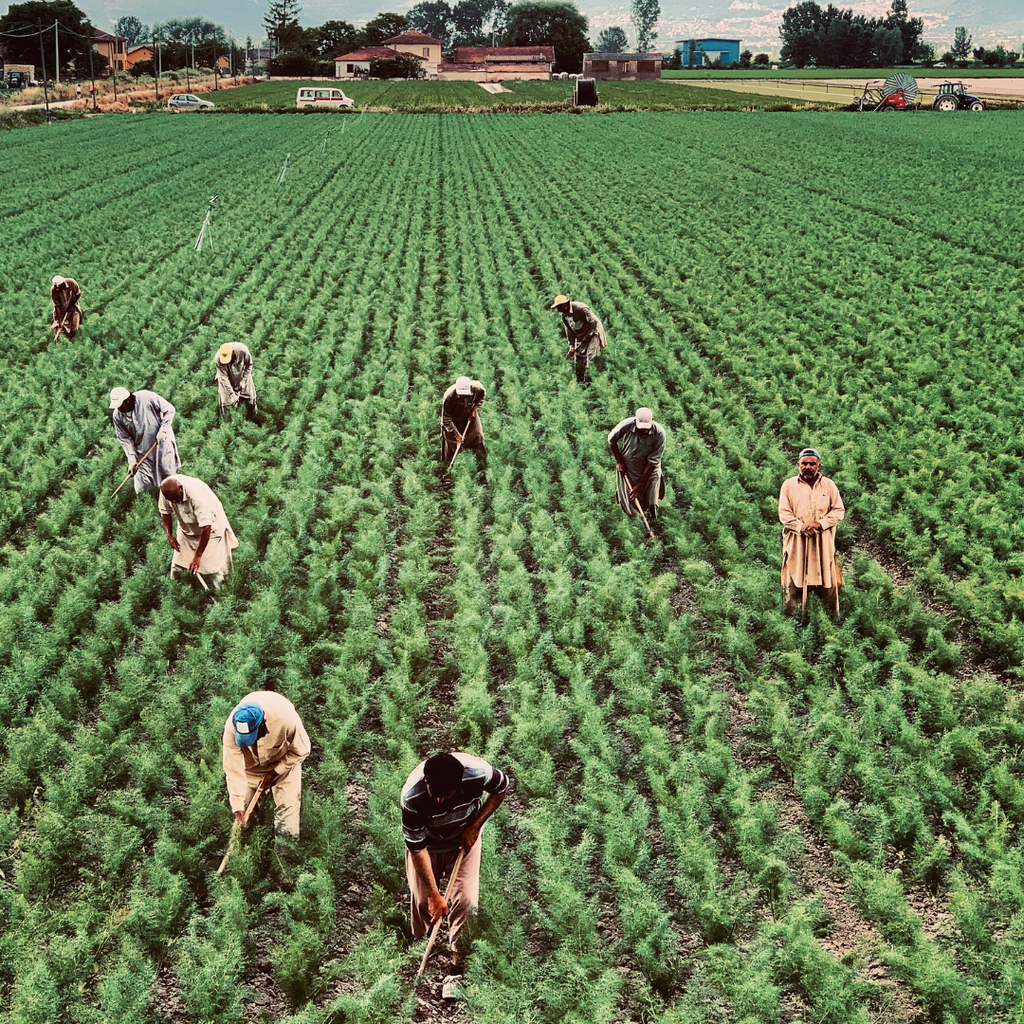 people are working  in the fields