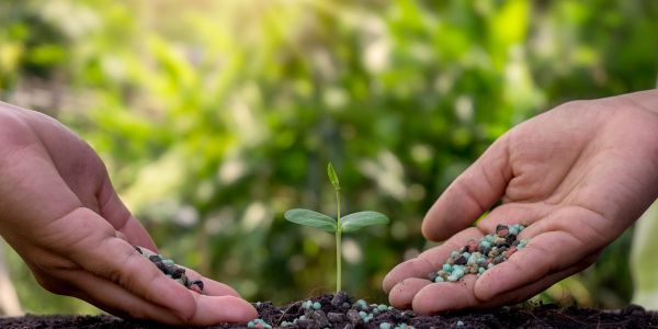 Planting Trees